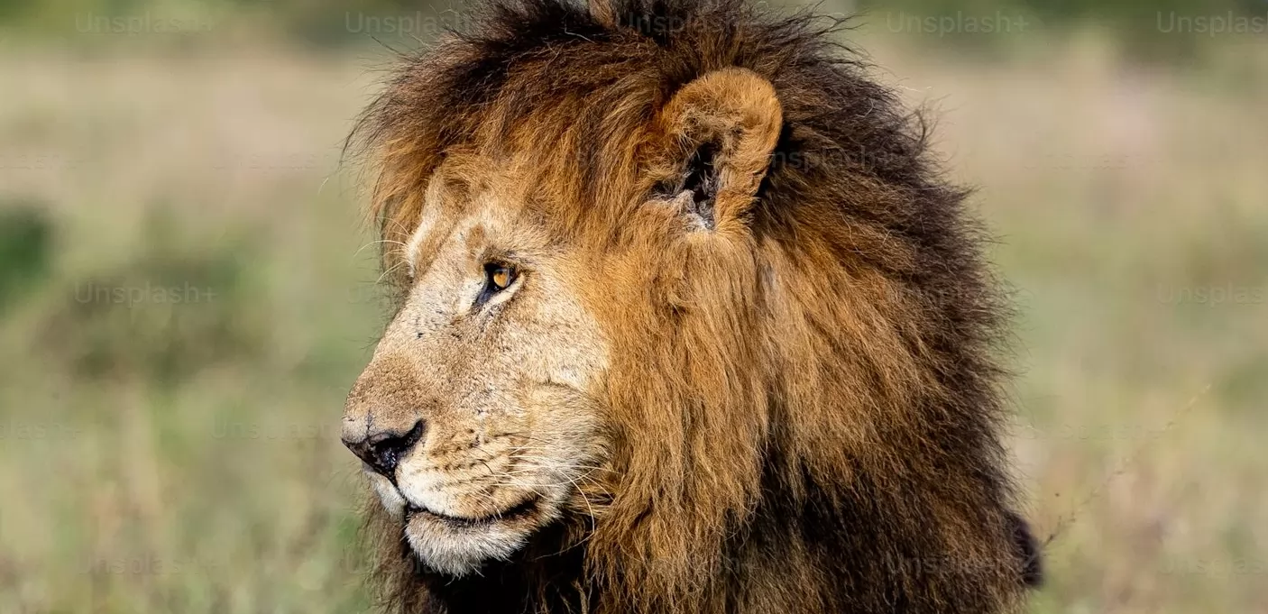main item image